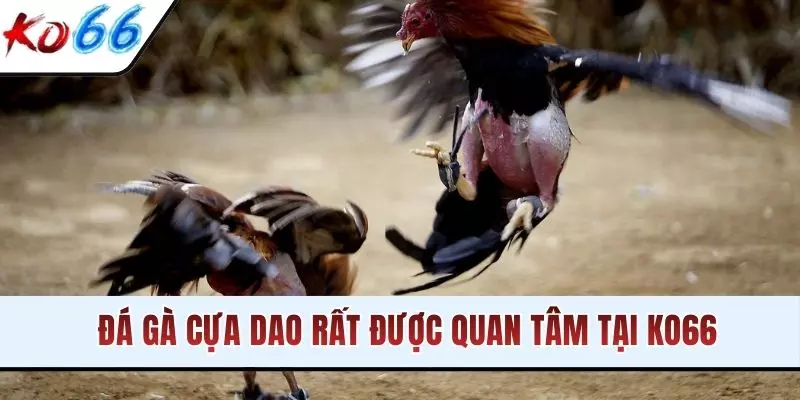 Đá gà cựa dao rất được quan tâm tại KO66