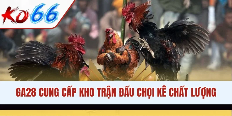 GA28 cung cấp kho trận đấu chọi kê chất lượng